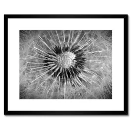 plakaty-w-ramie-50x40-dmuchawiec-kwiat-kwiatki