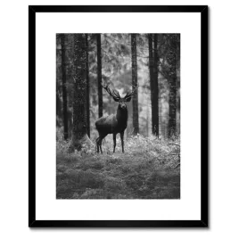 plakaty-w-ramie-40x50-jelen-w-lesie-bandw