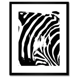 plakaty-w-ramie-40x50-zebra-paski-zwierzak