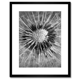 plakaty-w-ramie-40x50-dmuchawiec-kwiat-kwiatki