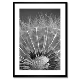 plakaty-w-ramie-50x70-dmuchawiec-kwiat-kwiatki