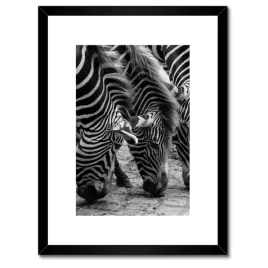 plakaty-w-ramie-30x40-trzy-zebry