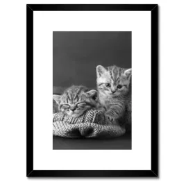 plakaty-w-ramie-30x40-kotki-kiciusie-koty-bw