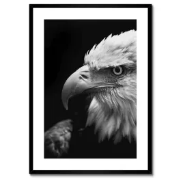 plakaty-w-ramie-50x70-niebieski-orzel-zwierze