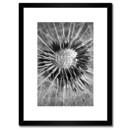 plakaty-w-ramie-30x40-dmuchawiec-kwiat-kwiatki