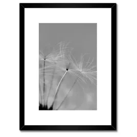 plakaty-w-ramie-30x40-dmuchawiec-kwiat-kwiatki
