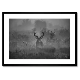 plakaty-w-ramie-70x50-jelen-we-mgle