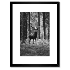 plakaty-w-ramie-30x40-jelen-w-lesie-bandw
