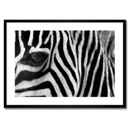 plakaty-w-ramie-70x50-czarno-biale-pasy-zebra