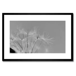 plakaty-w-ramie-60x40-dmuchawiec-kwiat-kwiatki