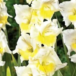 gladiolus-mieczyk-break-a-dawn-5-szt-cebulki-cebule-kwiaty
