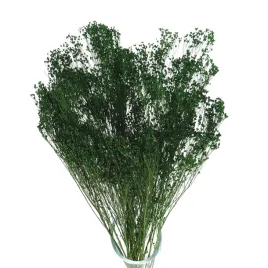 suszone-kwiaty-zarnowiec-broom-bloom-zielony-susz