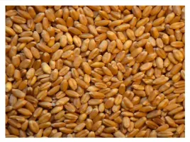 19kg-pszenzyto-paszowe-cale-ziarno-dla-ptakow-papug-kur