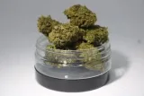 95-1-susz-cbd-lemon-haze-2g-rodzaj-susz-konopny