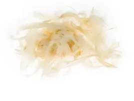 piorka-ozdobne-dekoracyjne-7-g-ecrue-brewis