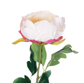 peonia-piwonia-kremowa-galazka-68cm