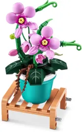 rosliny-doniczkowe-do-kolekcjonowania-phalaenopsis-ksiezycowa-orchidea