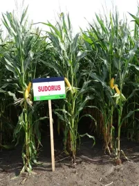 nasiona-kukurydzy-kukurydza-sudorus-fao230-z-k