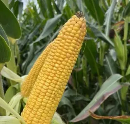 nasiona-kukurydzy-kukurydza-sm-nida-c-1-f1-50-tys