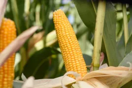 nasiona-kukurydzy-kukurydza-popis-50tys-fao-270-k-bio