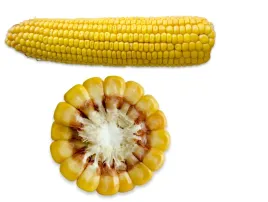 k104-nasiona-kukurydzy-cegoja-50tys-fao-250-260-z-k-kukurydza