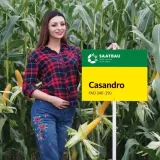 nasiona-kukurydzy-kukurydza-casandro