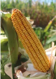 nasiona-kukurydzy-kukurydza-cs-arbori-50-tys-fao-240-250-z