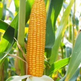 nasiona-kukurydzy-kukurydza-fabrikant-opti-plus-fao-240-k