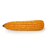 nasiona-kukurydzy-kukurydza-tipico-opti-plus