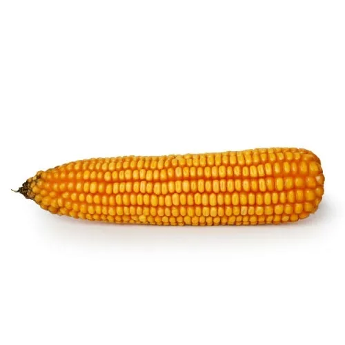 nasiona-kukurydzy-kukurydza-tipico-opti-plus