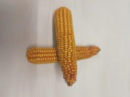 nasiona-kukurydzy-kukurydza-dublino-optiplus