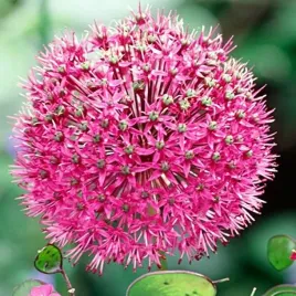 allium-czosnek-polski-stipitatum-1-szt-18-20-cebulki-cebule-kwiaty