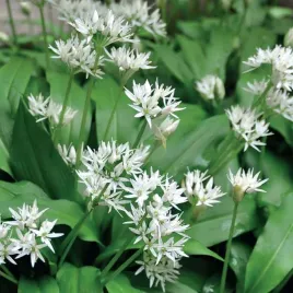 allium-ursinum-czosnek-niedzwiedzi-1-szt