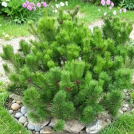 pinus-sosna-gorska-kosodrzewina-pumilio-1-szt-p9