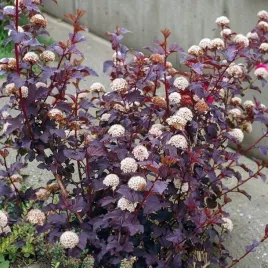 pecherznica-kalinolistna-diable-d-or-1-szt-p9