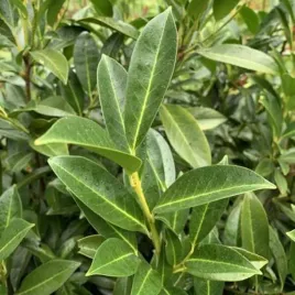 laurowisnia-wschodnia-chamaeleon-1-szt-donic-p9