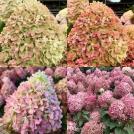 hortensja-bukietowa-pixio-1-szt-doniczka-p9