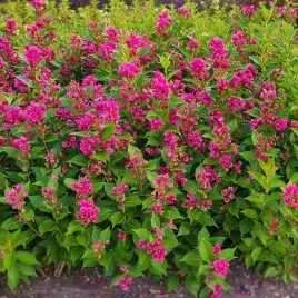 krzewuszka-weigela-big-love-1-szt-doniczka-p9