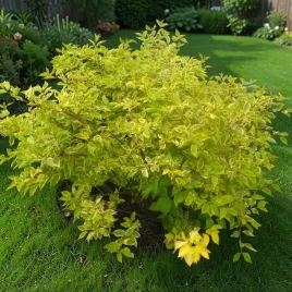 deren-cornus-bialy-gouchaultii-1-szt-doniczka-p9