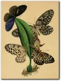 obraz-motyle-ii-30x40-cm