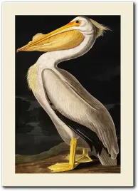 obraz-pelikan-50x70-cm