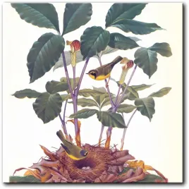 obraz-ptaki-na-gniezdzie-40x40-cm