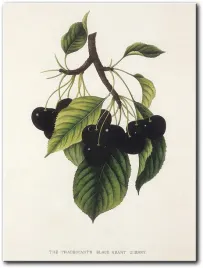 obraz-czeresnie-30x40-cm