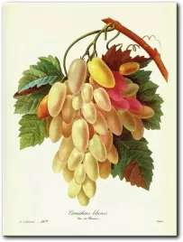 obraz-winorosl-winna-30x40-cm