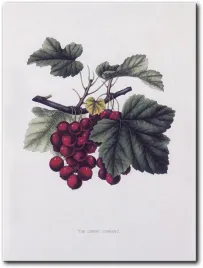 obraz-porzeczki-30x40-cm