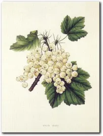 obraz-porzeczka-biala-30x40-cm