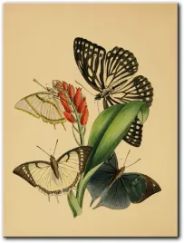 obraz-motyle-i-30x40-cm