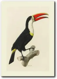 obraz-tukan-50x70-cm