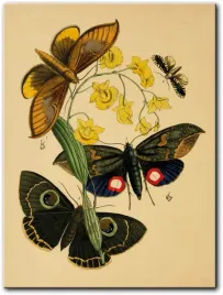 obraz-motyle-iii-30x40-cm