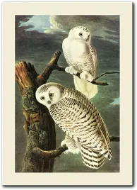 obraz-sowa-polarna-50x70-cm